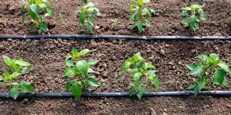 Best way to irrigate the garden. What is the Best Watering System for a Vegetable Garden ...