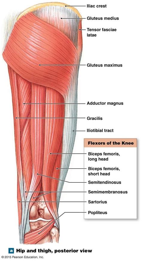 Diagram Of The Posterior View Of Muscles That Move The Head Blogger Lagi