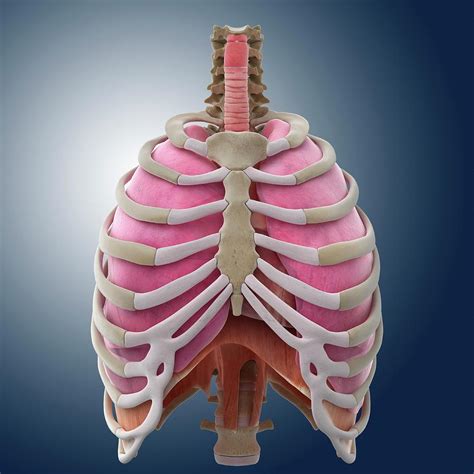 Chest Anatomy Photograph By Springer Medizinscience Photo Library