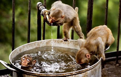 Monkeys Bath Time Photo One Big Photo