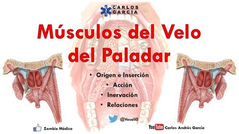 Anatomía Músculos Del Velo Del Paladar Origen Inserción Acción