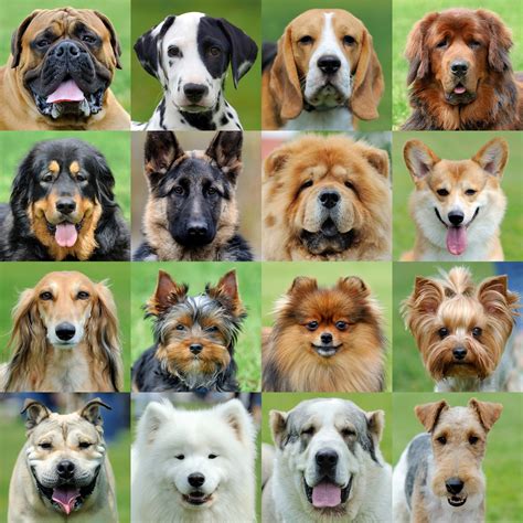 Dogs Portrait Featuring Dog Collage And Animal Animal Stock Photos
