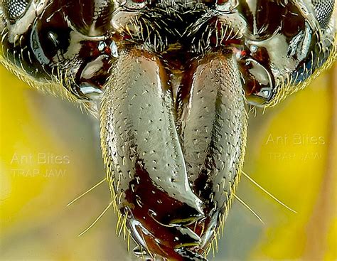 Ant Robot Jaws Bite Teeth Mandibles Offensive And Defensive Weaponry