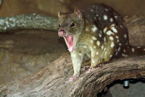 Best Animal Photo Tiger Quoll