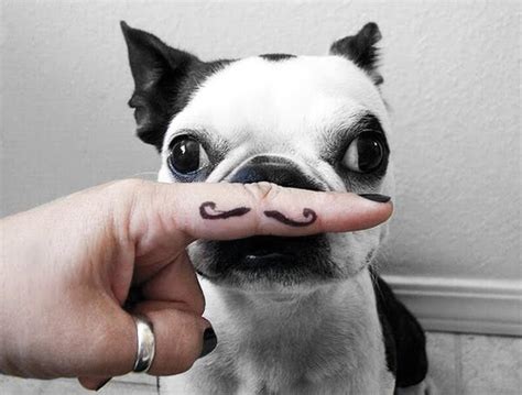Pin By Kara Melanson On Mustache Mustache Dog Funny Dogs Animals