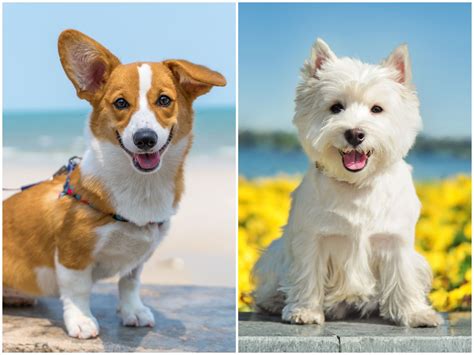 The 15 Most Popular Small Dog Breeds Of 2020 Small Dog Breeds Best