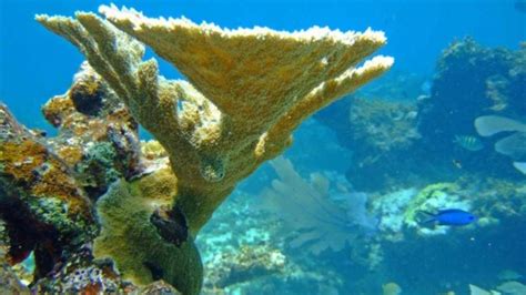 Arrecifes De Coral De San Andrés En Peligro Por La Pesca Ilegal Del Pez Loro Infobae