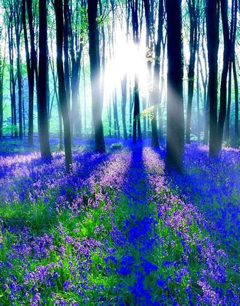 14 Best Images About Purple Forest On Pinterest Beautiful Goddesses