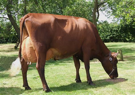 Dairy Shorthorn Cattle For Sale Uk Nikkei Stock Markets