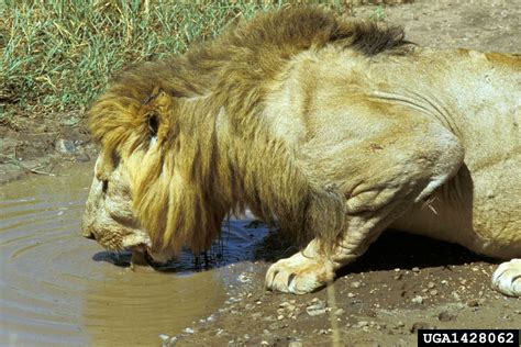 Lion Panthera Leo