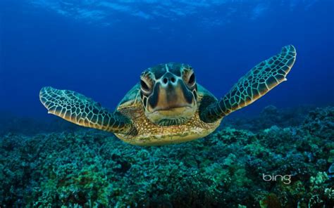 Hd The Best Of The Best Of Bing Green Turtle Wallpaper