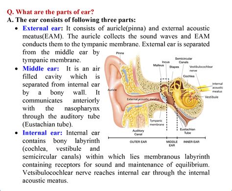 Ear Anatomy Qa