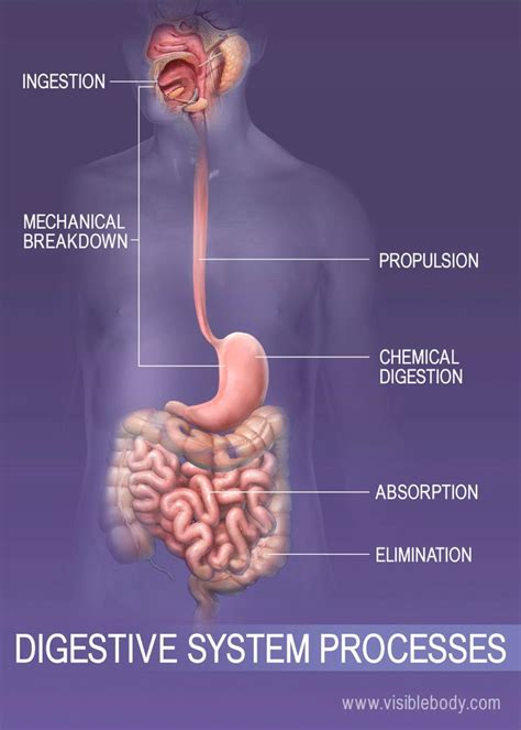 Ingestion Digestion Absorption And Elimination In The Body Human