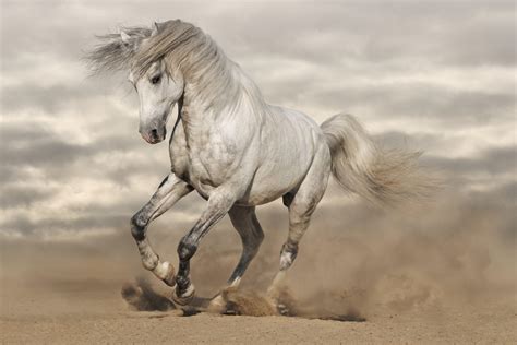 Horse Wallpapers Top Free Horse Backgrounds Wallpaperaccess
