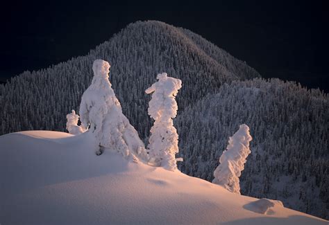 Landscape Photography Awards Trees A Crowd By Adam Gibbs Full Image