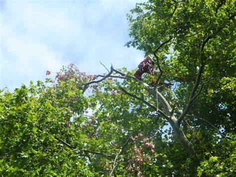 Check spelling or type a new query. Baumkletterteam Leipzig - Baumpflege für Leipzig und Umland