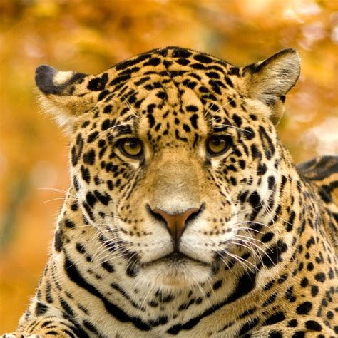 Jaguars In The Rainforest