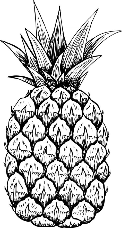 Sketch Of A Pineapple Isolated Hand Drawn Pineapple Tropical Fruit