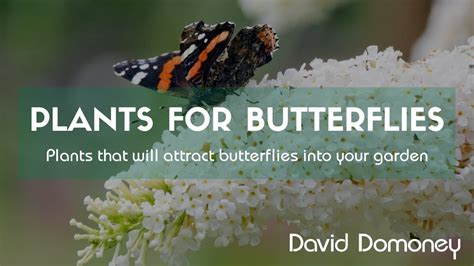 How To Attract Butterflies Into Your Garden Youtube