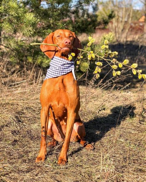 15 Amazing Facts About Vizsla Dogs You Might Not Know Page 2 Of 5