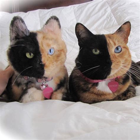 Venus The Two Faced Cat And Her Stuffed Doppelganger Aww