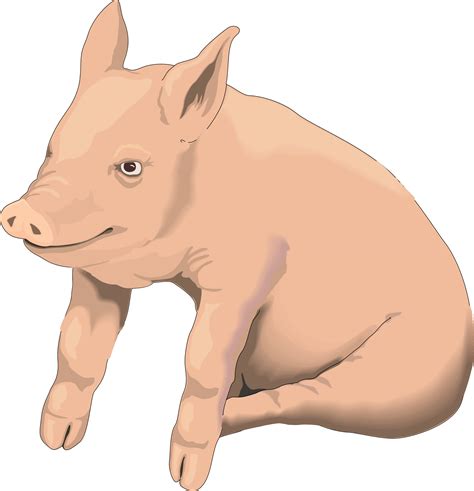 Best Pig Clipart 14960