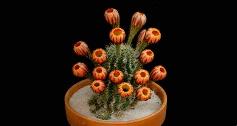 Actually, the flowers are at their peak beauty for an hour or two at the most. Time lapse of a cactus in bloom, Source nature in color ...