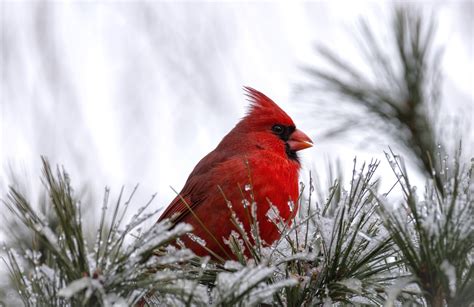 Winter Cardinal Wallpaper Cardinal Cardinals Birds Bird Autumn Wild