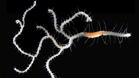Weird Species Of Worm Named After Godzillas Enemy The Optimist Daily