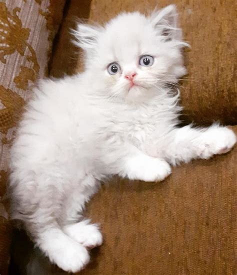 At What Age Can A Persian Cat Get Pregnant Forbearance Ejournal
