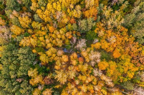 Autumn Forest From Above Stock Image Image Of Green 220683565