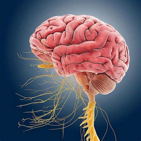 Ext View Brain Central Nervous System Nervous System Artwork