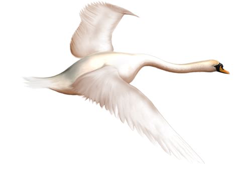 Swan Png Transparent Image Download Size 600x446px