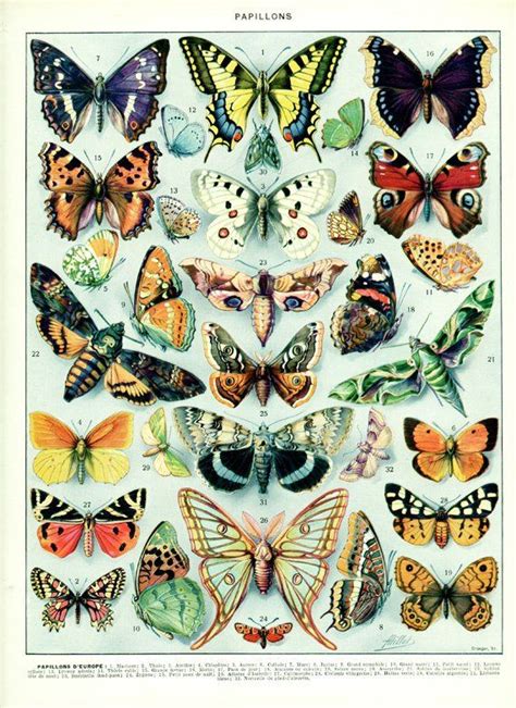 Butterfly Poster Vintage 1936 L36but2 Retro Butterfly Print French