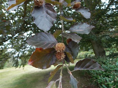 Common Beech Fagus Sylvatica British Nature Guide