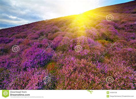 Colorful Hill Slope Covered By Violet Heather Flowers Stock Image