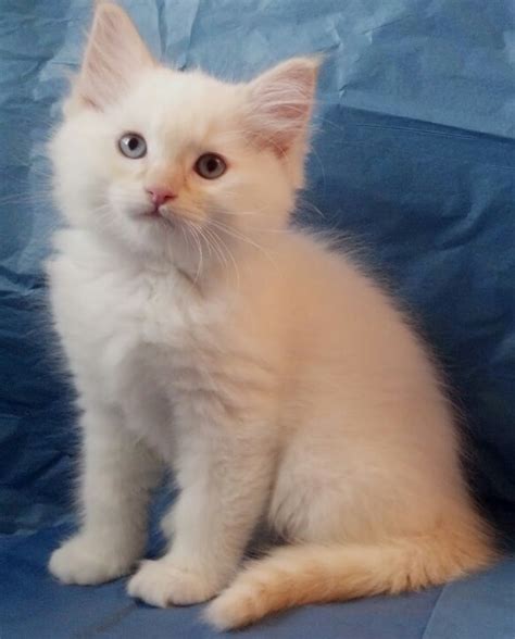We will only have a few select litters per year to ensure each kitten receives all the love, nuturing, and socialization to be wonderful companions for their future families. available Ragdoll Kittens, TICA Ragdoll cats, Mink ...