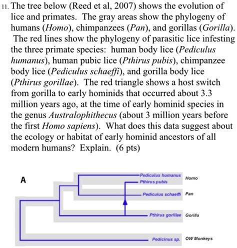 SOLVED The Tree Below Reed Et Al 2007 Shows The Evolution Of Lice