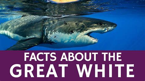 All About Great White Sharks Educational Facts And Video Presentation