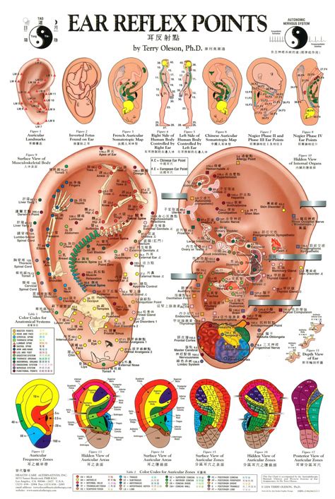 Acupuncture Ear Seeds Chart