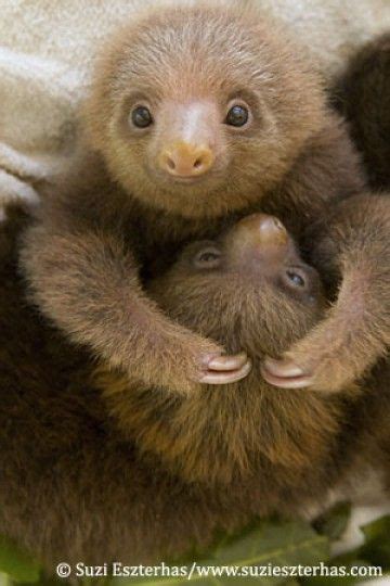 Zooborns Aviarios Sloth Sanctuary Baby Sloth Cute Baby Sloths