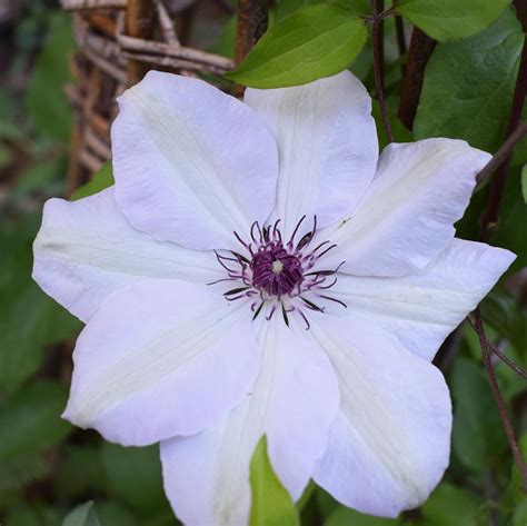 Check spelling or type a new query. Klematis Miss Batman - Camillas Trädgård