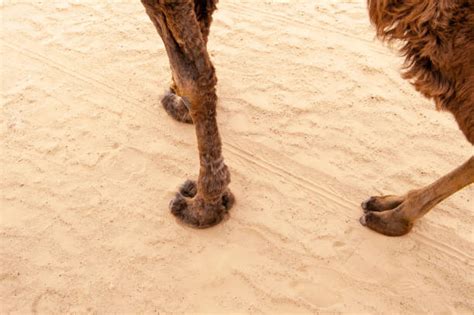 1000 Camel Foot Stock Photos Pictures And Royalty Free Images Istock