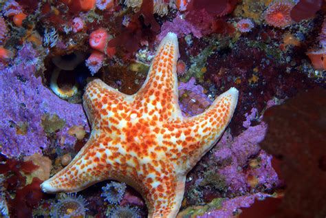 Sea Wonder Leather Sea Star National Marine Sanctuary Foundation