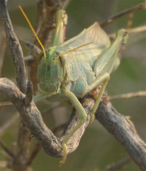 Green Grasshopper Schistocerca Lineata Bugguidenet