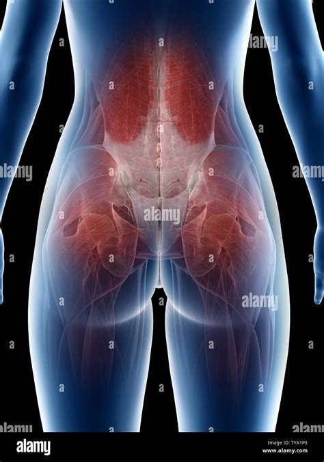 Female Hip Muscles Hi Res Stock Photography And Images Alamy