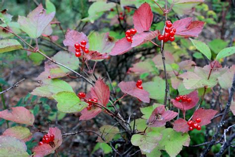 *early bird discount if you place an order between. Food for Friends: Highbush Cranberry Barbecue Sauce