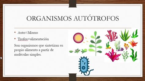 Nutrición Autótrofa Y Heterótrofa Youtube