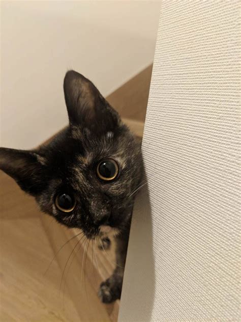 I Found A Surprise Peeking Around The Corner While Coming Up The Stairs