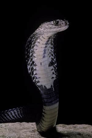 Indonesia (java, lesser sunda islands, east timor). 'Naja Siamensis (Indo-Chinese Spitting Cobra)' Photographic Print - Paul Starosta | AllPosters.com